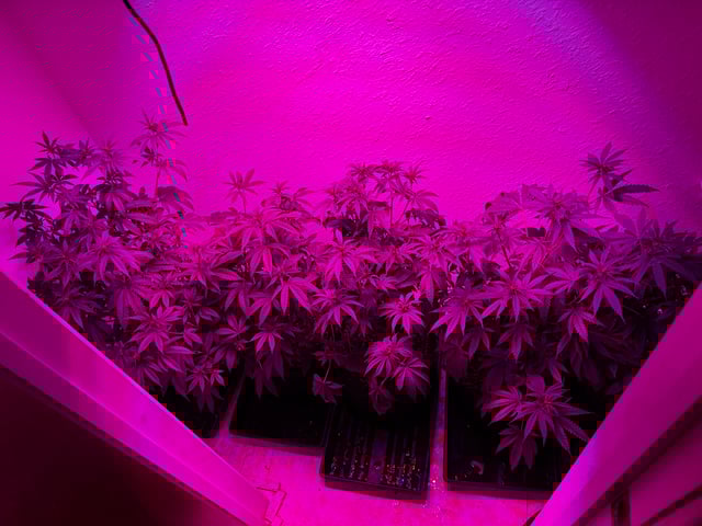 Fruity Pebbles Males — flower, day 9