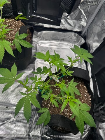  Trying to go big — vegetative, day 58