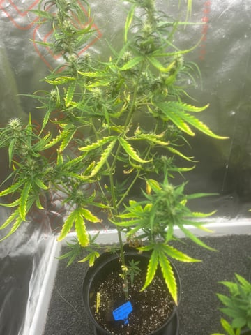 3autos and 2 fem  — flower, day 12