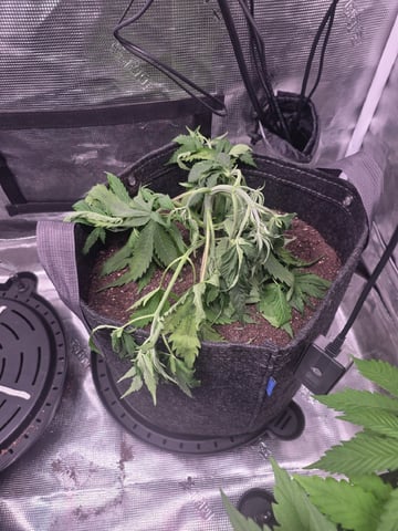 Blue Dream Feminized  — vegetative, day 38