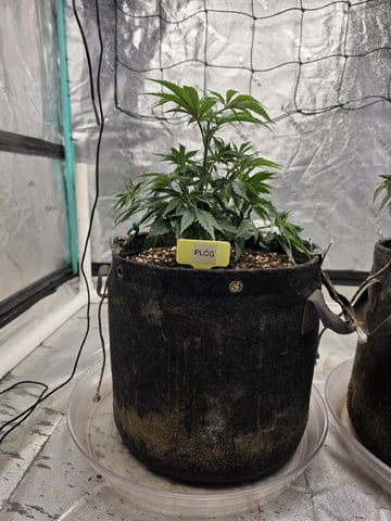 Granny Candy and PLCG — vegetative, day 47