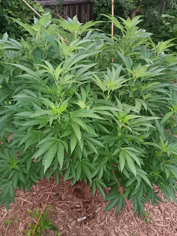 Integrity Garden  — grow_setup, day 2