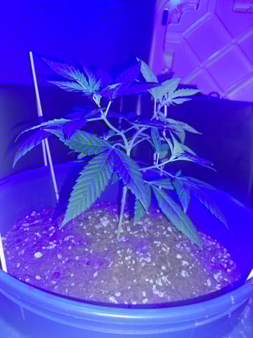 5 Random Seeds in a pot I found in my grinder. — vegetative, day 34