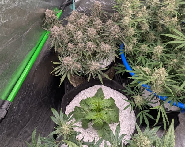 Perpetual Autoflower Mixed Grow #3 — flower, day 69