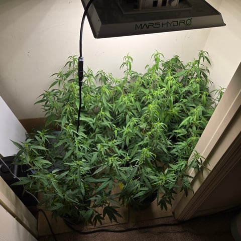 Blue Dream Clones — vegetative, day 30