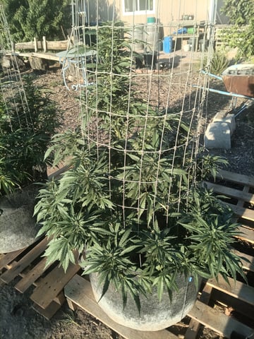 first 4 — flower, day 51