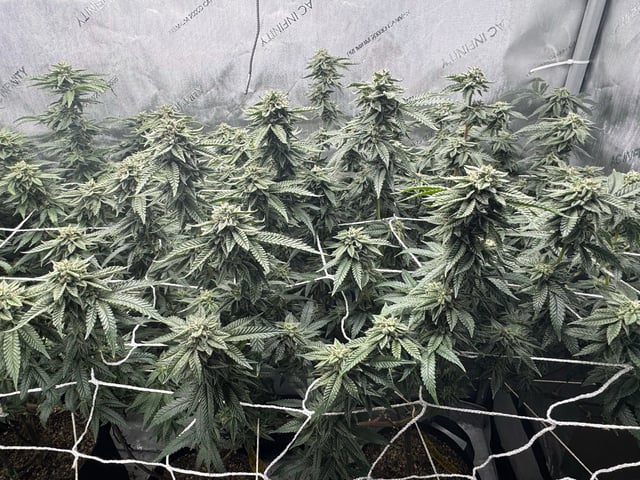 3 Runtz X Apple Fritter  — flower, day 47