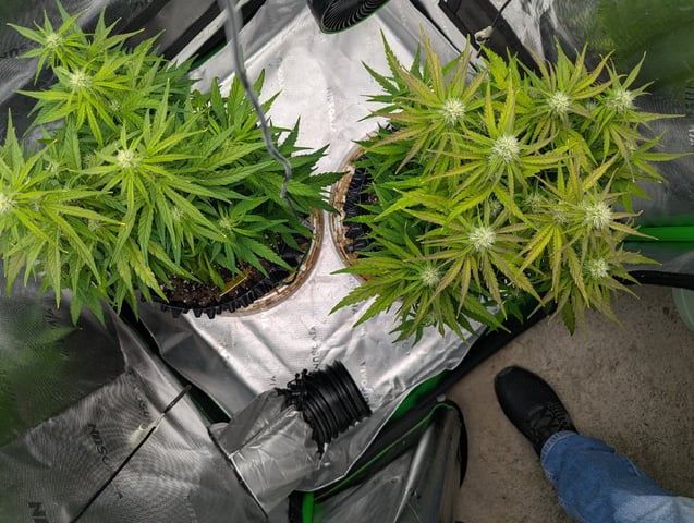 Titan F1 grow  — flower, day 53