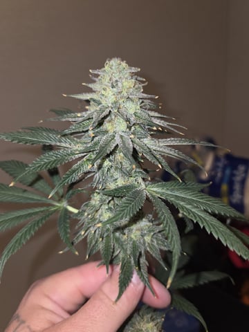 Bruce Banner #4 