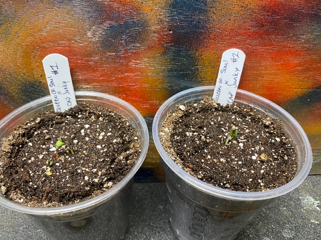 queen of soul X cap junky  — germination, day 4