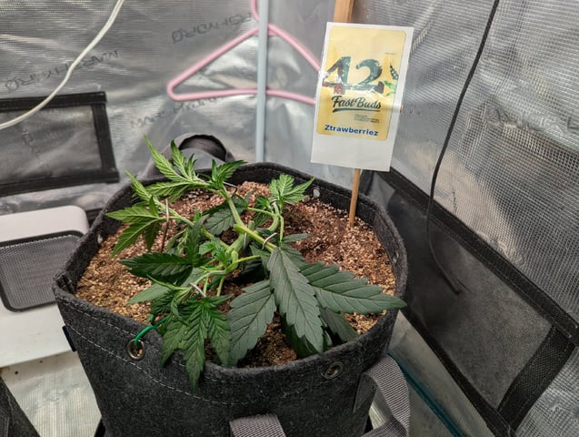 Fastbudz Ztrawberriez — vegetative, day 24