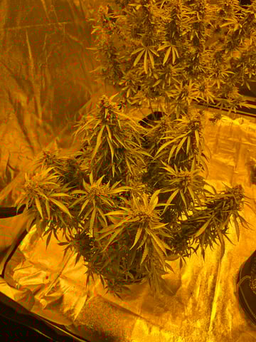 2nd Autoflower Indoor Grow — flower, day 100