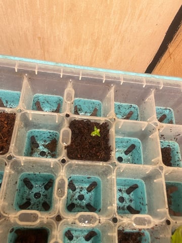 Milky Way F1 — auto, day 7