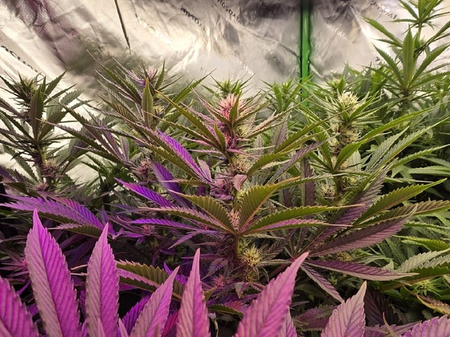 Hazy Daze — flower, day 74