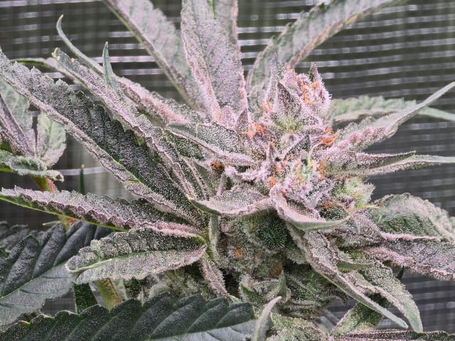 Grow #2 — flower, day 57