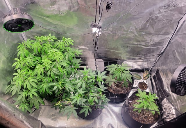 Grow — vegetative, day 26