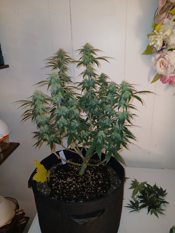 Lsd25, Dosido,GDP All Autos. — grow_setup, day 56