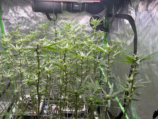 First Grow (Hydro) — flower, day 103