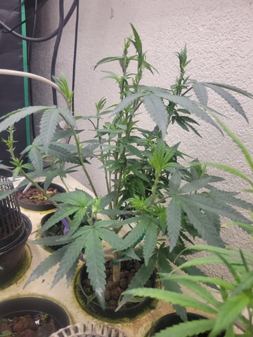 Hydro — flower, day 1