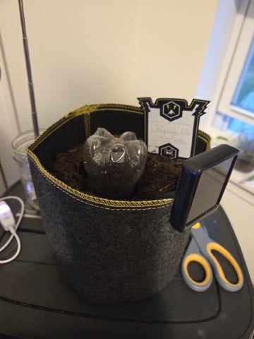 Ripley OG — seedling_rooting, day 2