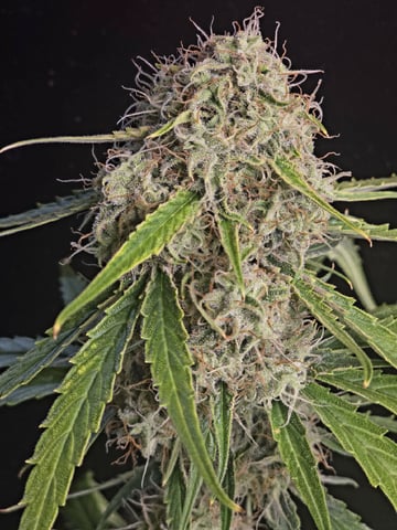 (4)autos  — harvest, day 84