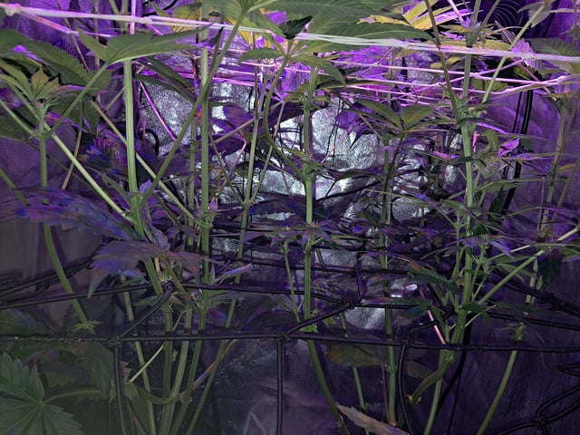 II — flower, day 52