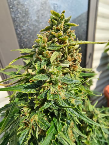 Cheshablue  — flower, day 37