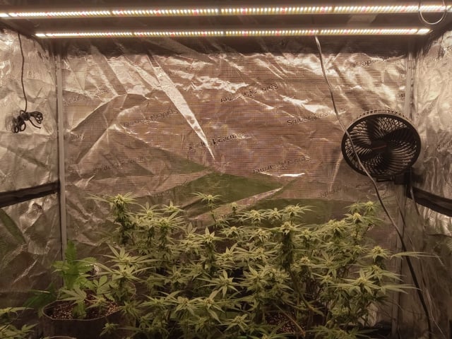 Blueberry critical kush x purple peyote wifi  and one L.a kush cake . — seedling_rooting, day 20