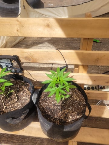 Clones And Hermie Seeds