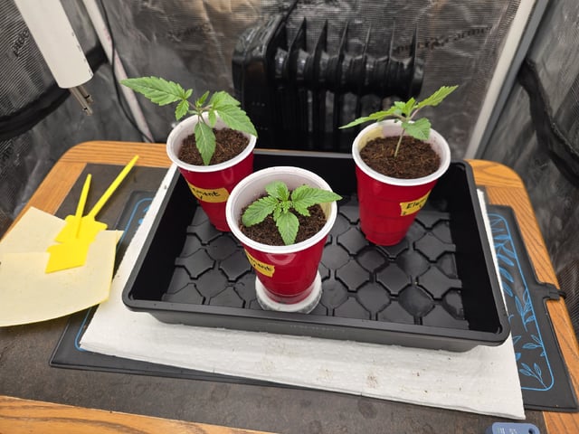 Grow 5.o — seedling_rooting, day 10