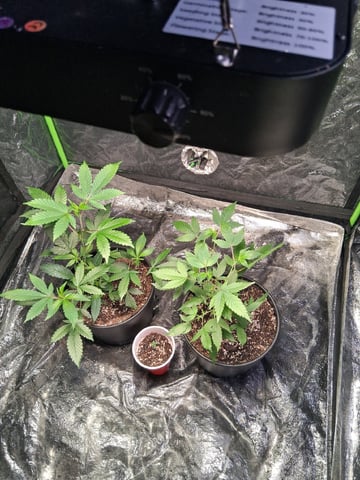 S&D  First Grow — vegetative, day 4