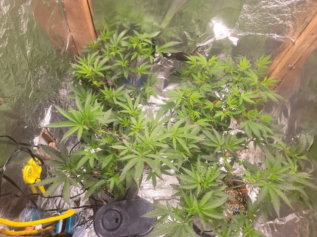 Ghetto Growing