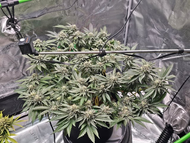 Divine Gelato 3 x Blue Zushi x 44 Photo — flower, day 85