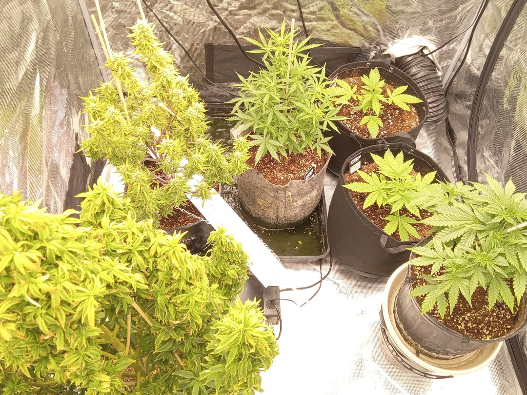 2 Apple Struddles ,1 London Pound,1banana Purple punch1gorilla Cookies ,1frostbanger 