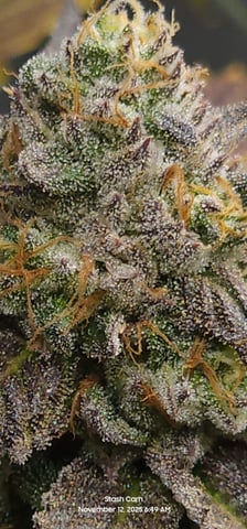 Prepare the clones! — flower, day 75