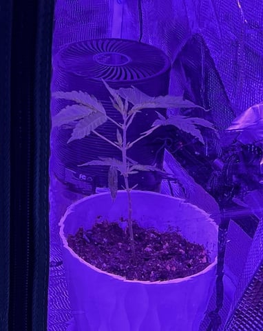 Banjo Clones — vegetative, day 55