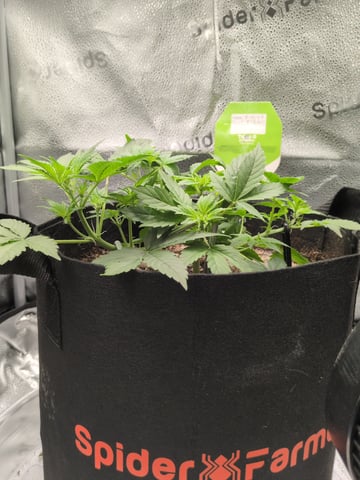 OG III — seedling_rooting, day 26