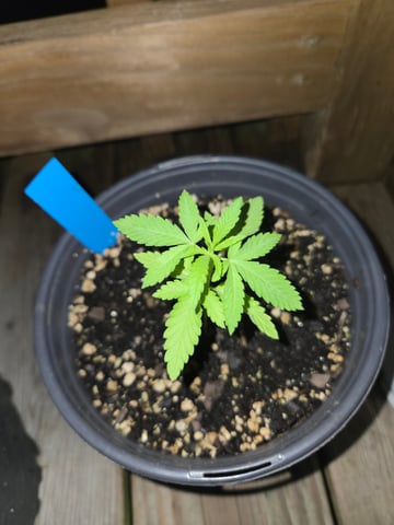 Late Outdoor Photo's — seedling_rooting, day 16
