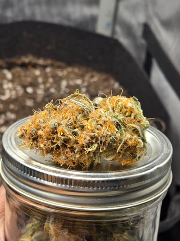 Pull my finger and Mowie Wowie — done, day 110