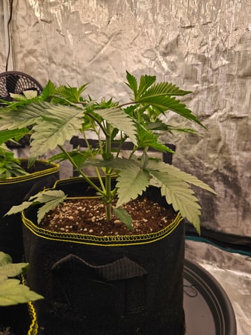 Double Trouble  — vegetative, day 26