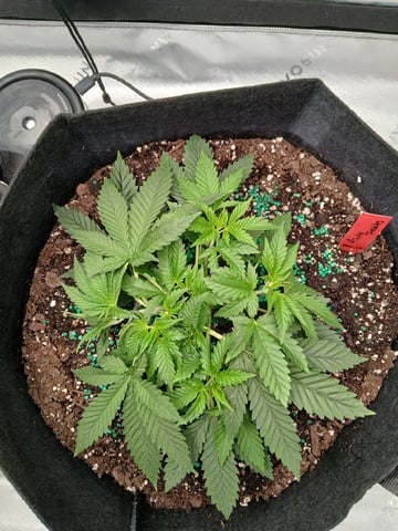 fruity pebbles, cap junky — vegetative, day 37