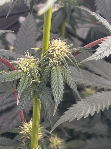 Pink Passion Fruit — flower, day 69