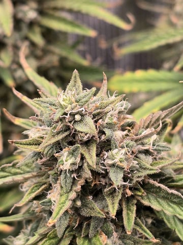 blue dream auto — flower, day 68