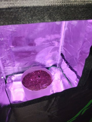 My first Grow M.O.B. — seedling_rooting, day 9