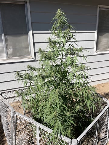  Apollo outdoor — flower, day 56