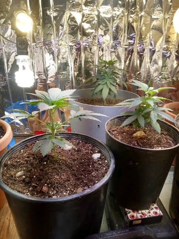 Jack hearer/Jack the ripper? — vegetative, day 46