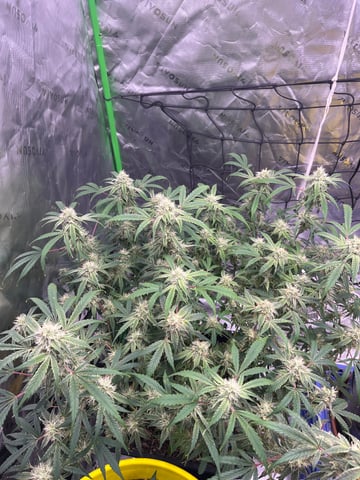 tropicana cookie purple  — flower, day 72