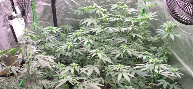 Papaya Frosting  — flower, day 78