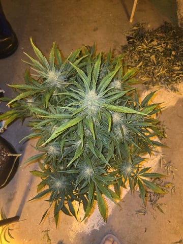 Autos AGAIN — flower, day 68