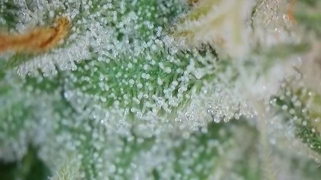 Princess Piper — flower, day 11